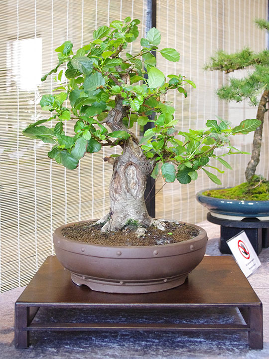 Ausstellung Bonsai-AK Bockenem, 2017, Schwarz-Erle (Alnus glutinosa)