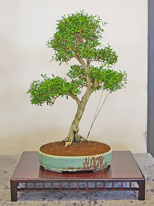 Ausstellung Bonsai-AK Bockenem, 2017, Serissa foetida, Baum der tausend Sterne