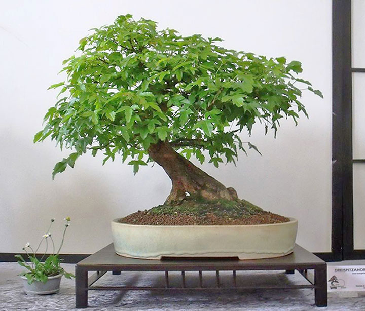 Ausstellung Bonsai-AK Bockenem, 2017, Dreispitz-Ahorn (Acer buergerianum)