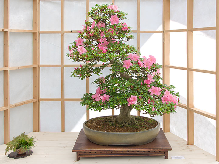 Rhododendron indicum, Bonsai, Ausstellung AK Steinfurt, 2017