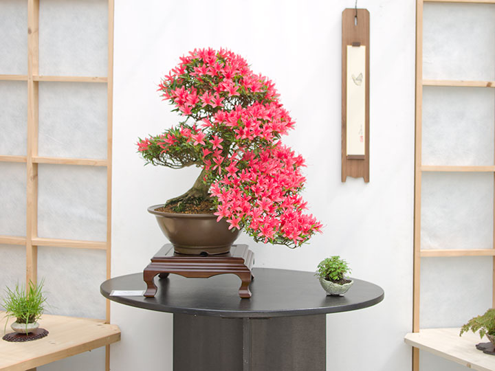 Rhododendron indicum 'Korin', Bonsai, Ausstellung AK Steinfurt, 2017