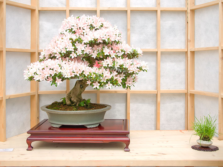 Rhododendron indicum, Bonsai, Ausstellung AK Steinfurt, 2017