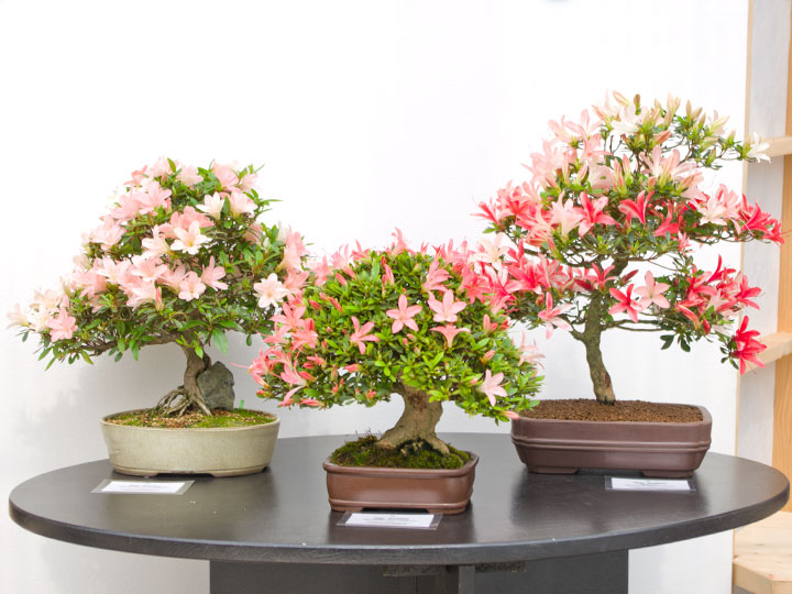 Rhododendron indicum, Bonsai, Ausstellung AK Steinfurt, 2017