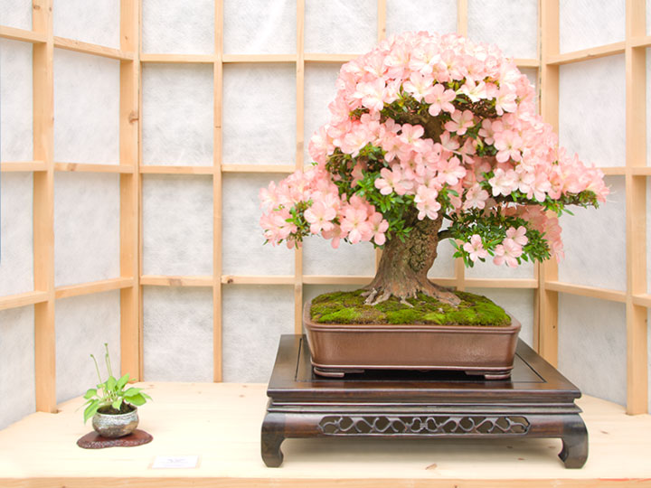 Rhododendron indicum, Bonsai, Ausstellung AK Steinfurt, 2017