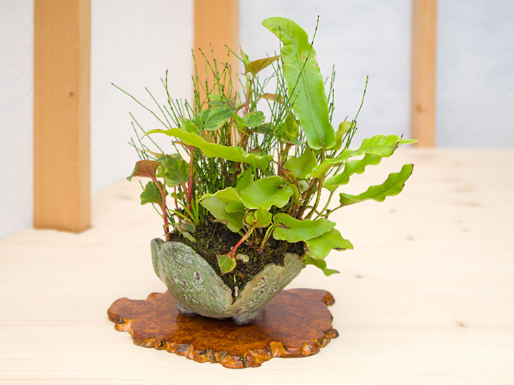 Shitakusa, Akzentpflanze, Ausstellung Bonsai-AK Steinfurt, 2017
