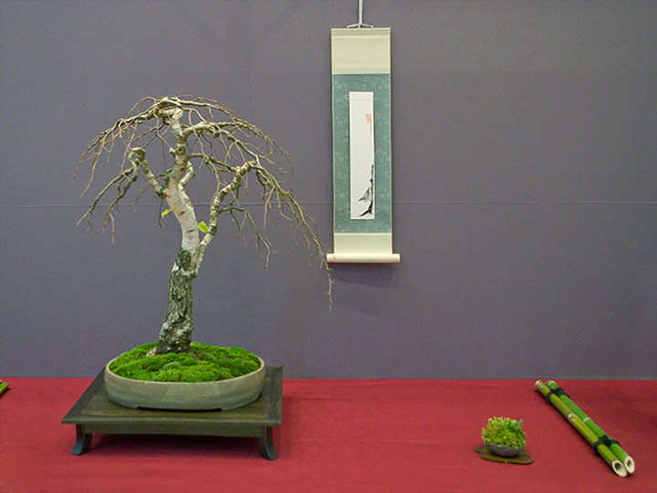 Betula pendula, Hänge-Birke, Bonsai, BCD-Ausstellung 2017