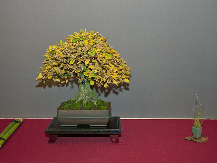 Carpinus betulus, Hainbuche, Bonsai, BCD-Ausstellung 2017