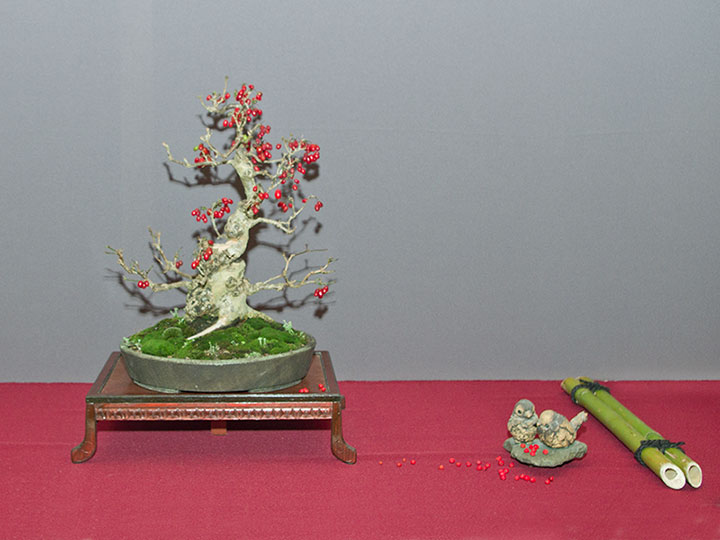 Cornus officinalis, Asiatische Kornelkirsche, Bonsai, BCD-Ausstellung 2017