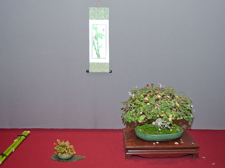 Plectranthus ernstii, Sukkulente, Bonsai, BCD-Ausstellung 2017