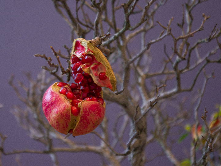 Punica granatum, Granatapfel, Frucht, BCD-Ausstellung 2017