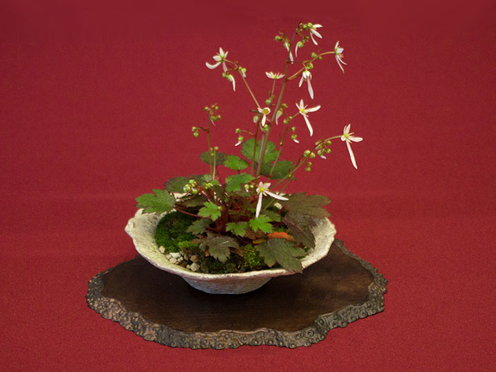 Saxifraga cortusifolia, Herbststeibrech, Shitakusa, Akzentpflanze, BCD-Ausstellung 2017