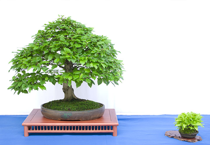 Carpinus betulus auf der Ausstellung der Bonsai-AKs NRW 2017