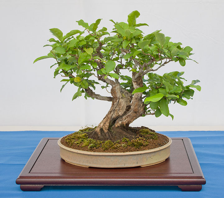 Eleagnus, Ölweide auf der Ausstellung der Bonsai-AKs NRW 2017