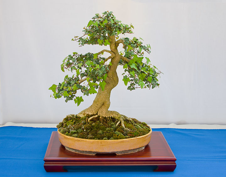 Hedera helix, Efeu auf der Ausstellung der Bonsai-AKs NRW 2017