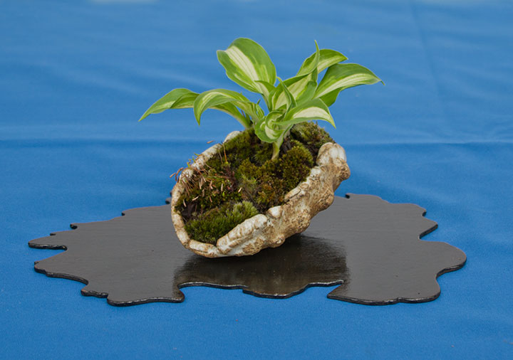Hosta als Akzentpflanze auf der Ausstellung der Bonsai-AKs NRW 2017