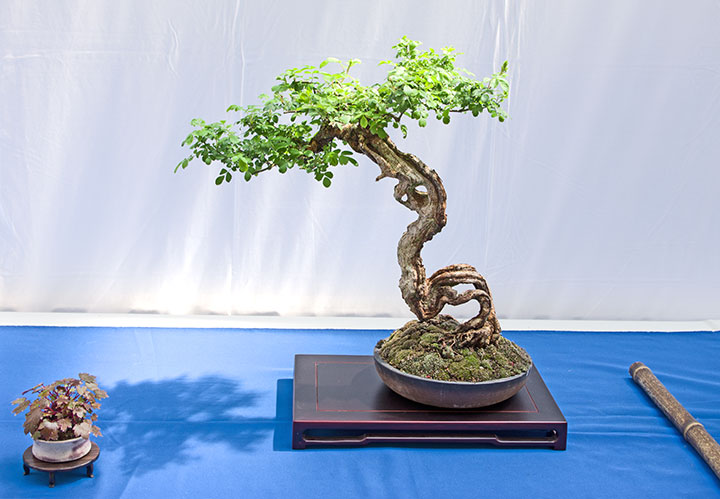 Rosa multiflora auf der Ausstellung der Bonsai-AKs NRW 2017