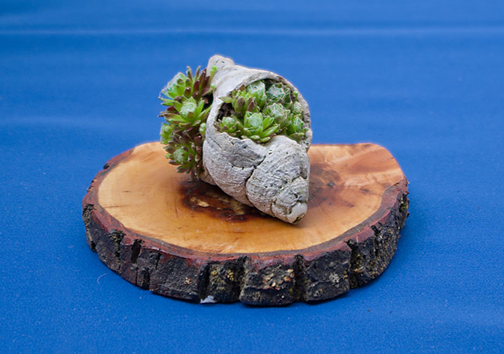 Hauswurz als Akzentpflanze auf der Ausstellung der Bonsai-AKs NRW 2017