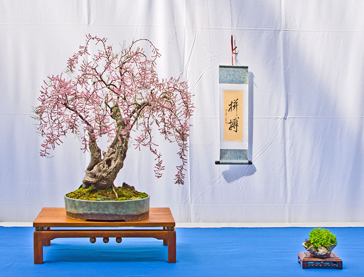 Tamariske auf der Ausstellung der Bonsai-AKs NRW 2017