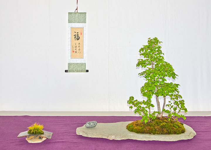 Ulmus minor auf der Ausstellung der Bonsai-AKs NRW 2017