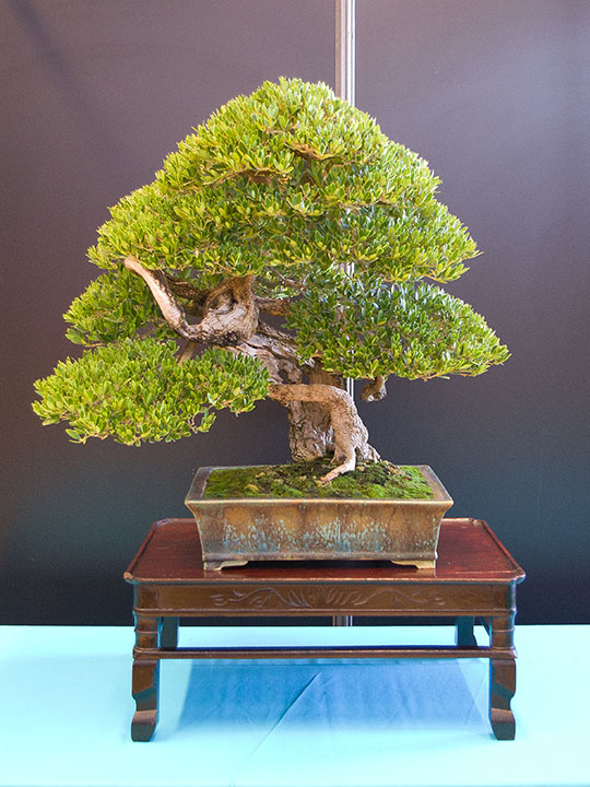 Buxus balearica, Balearen-Buchsbaum, Bonsai, BCI World Congress 2018