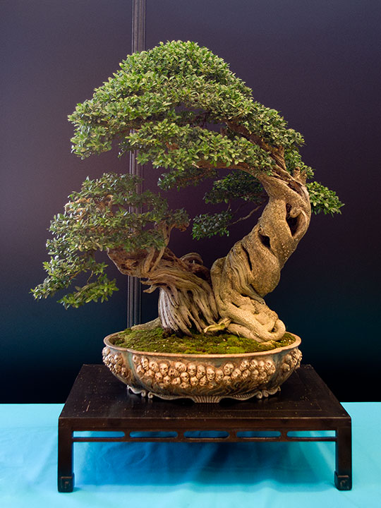 Buxus sempervirens, Gewöhnlicher Buchsbaum, Bonsai, BCI World Congress 2018