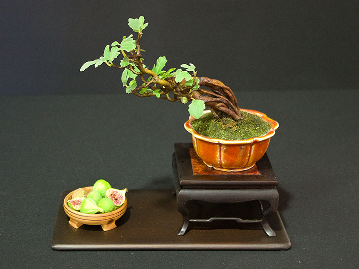 Ficus carica, Echte Feige, Shohin, Bonsai, BCI World Congress 2018