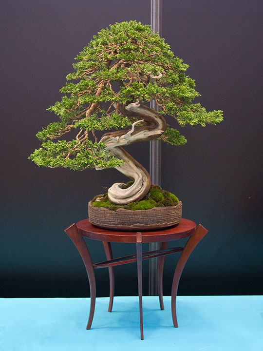 Juniperus sabina, Sadebaum, gewundener Stamm, BCI Convention 2018