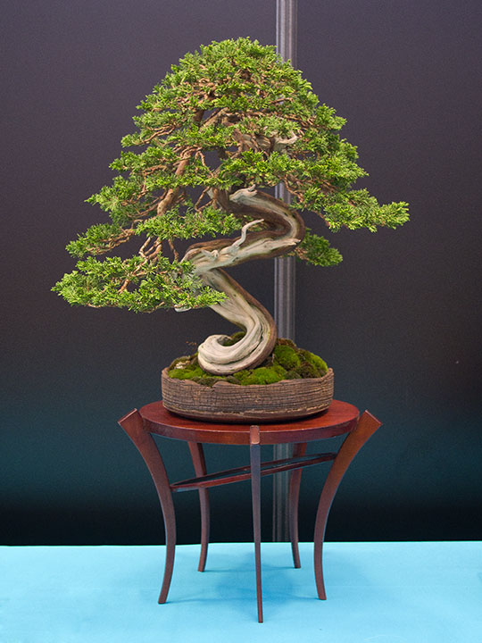 Juniperus sabina, Sadebaum, gewundener Stamm, BCI Convention 2018