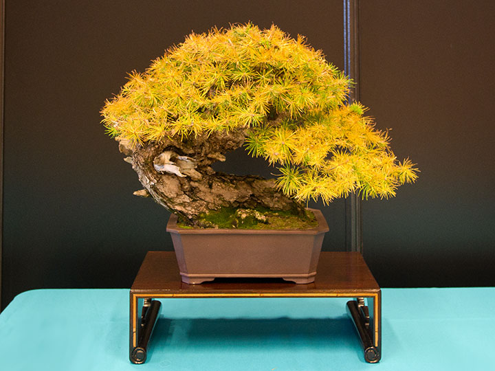 Larix decidua, Europäische Lärche, Bonsai, BCI World Congress 2018