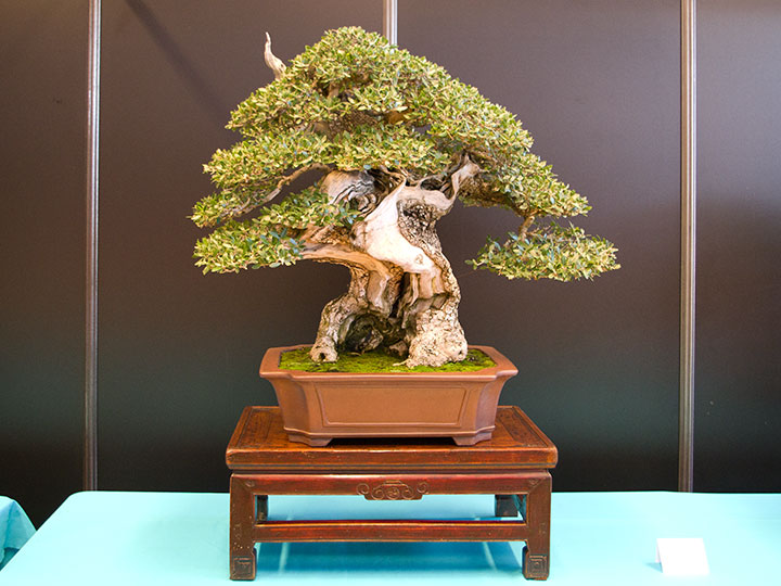 Olea europaea, Olive, Bonsai, Totholz, BCI Convention 2018