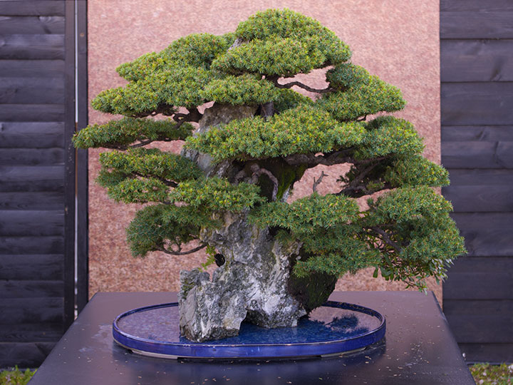 Picea spec., Fichte, Ishitsuki, Bonsai, BCI World Congress 2018