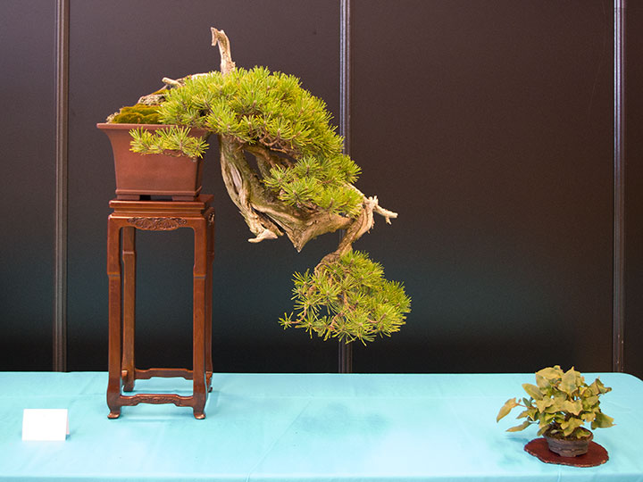 Pinus mugo, Bergkiefer, Bonsai, Kaskade, Kengai, 懸崖, BCI World Congress 2018