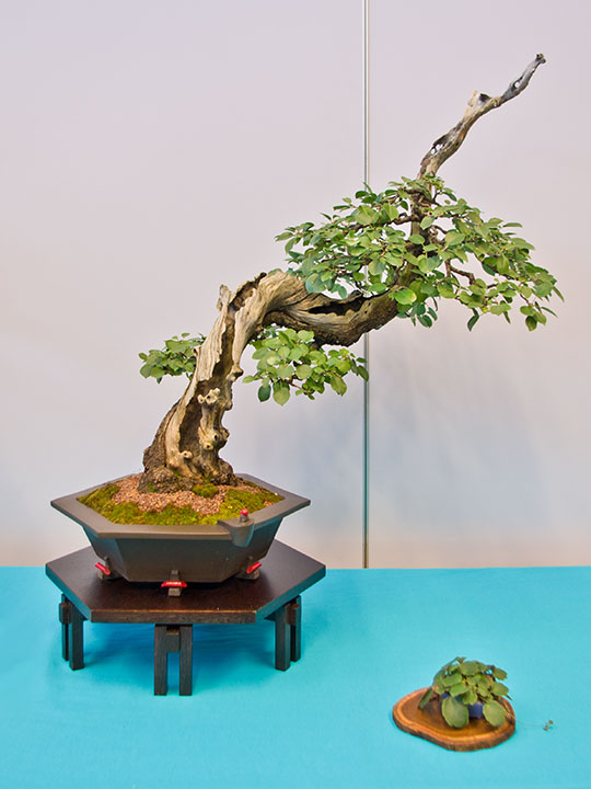Prunus mahaleb, Steinweichsel, Bonsai, BCI World Congress 2018