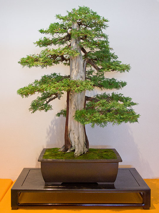 Thuja occidentalis, Abendländischer Lebensbaum, Shari, Bonsai, BCI Convention 2018