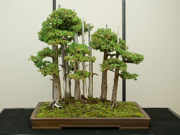 Waldpflanzung, Yose-ue (寄せ植え), Bonsai, BCI Convention 2018