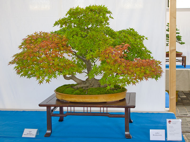 Acer palmatum, Japanischer Fächerahorn, Mehrfachstamm