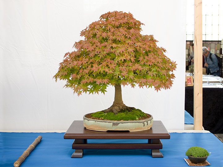 Acer palmatum, Japanischer Fächerahorn, streng aufrechte Form