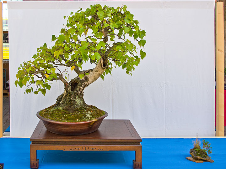 Betula pendula, Sandbirke, frei aufrecht gestalteter Bonsai (Moyogi)