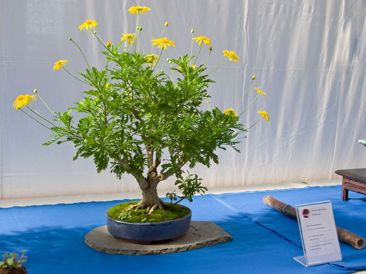 Euryops chrysanthemoides, Gelbe Strauchmargerite, blühender Bonsai