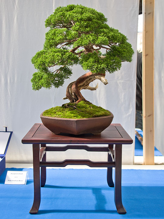 Juniperus chinensis 'Itoigawa', Chinesischer Wacholder, frei aufrecht gestalteter Bonsai (Moyogi)
