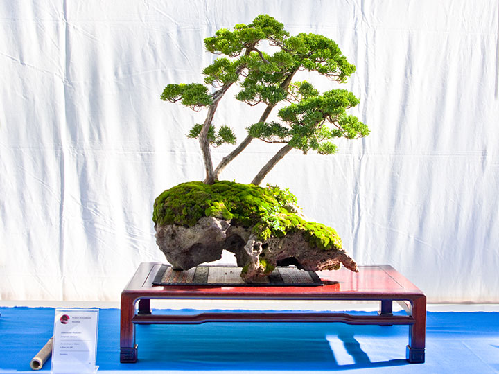 Juniperus chinensis, Chinesischer Wacholder, Bonsai auf einem Felsen (Ishitsuki)