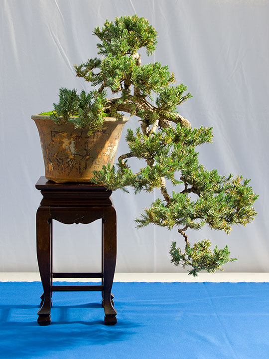 Juniperus squamata 'Meyeri', Schuppen-Wacholder, Bonsai in Kaskadenform