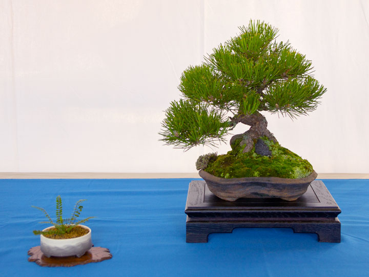 <i>Pinus thunbergii</i>, Shohin