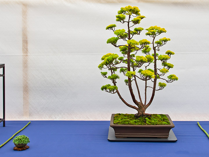 Bonsai, Juniperus chinensis Chameleon, chinesischer Wacholder