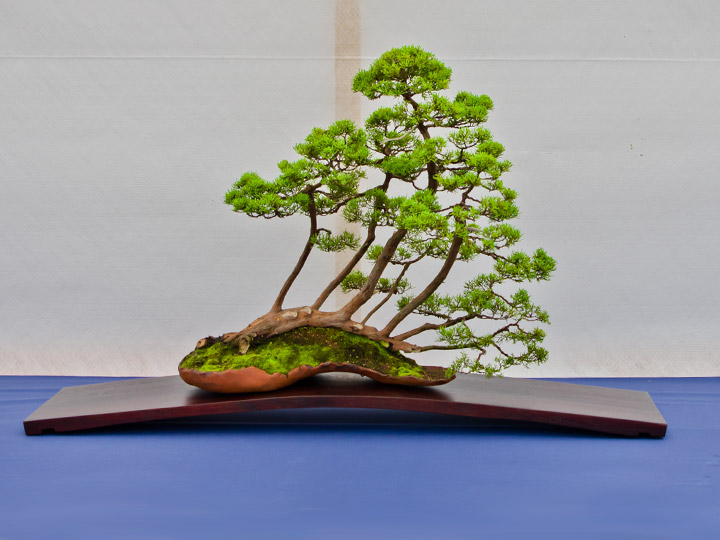 Bonsai, Juniperus chinensis, chinesischer Wacholder