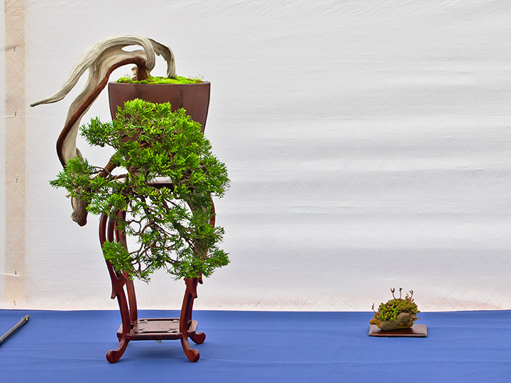 Bonsai, Juniperus sabina, Sadebaum