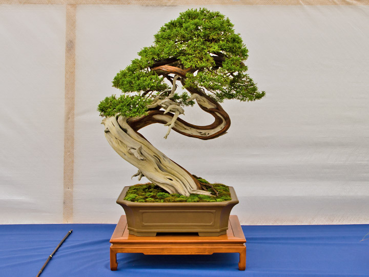 Bonsai, Juniperus sabina, Sadebaum