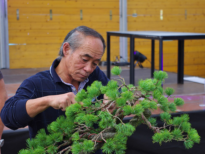 Bonsai-Meister Iwao Katagiri