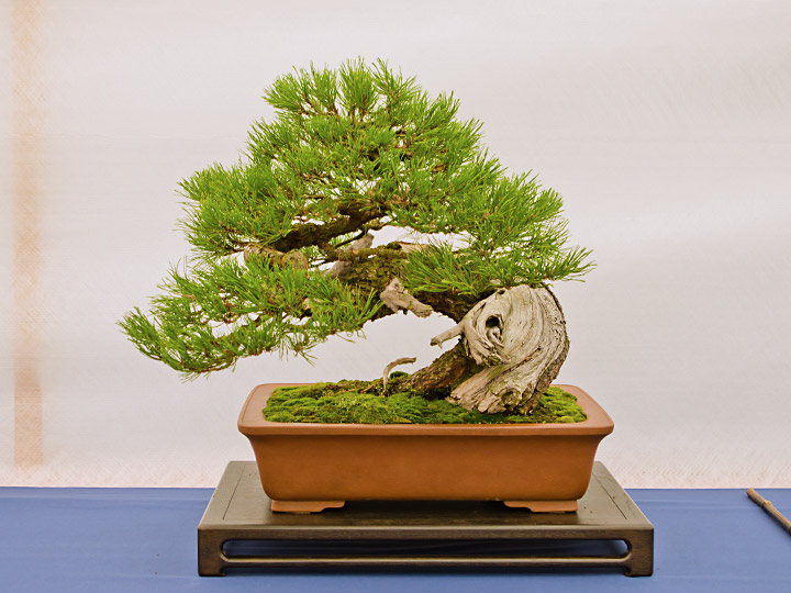 Bonsai, Pinus mugo, Bergkiefer