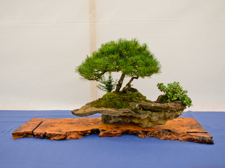 Bonsai, Pinus parvifolia, Japanische Mädchen-Kiefer